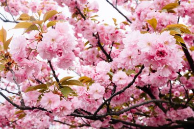 Çiçekler. Ağaçlar. Slovenya