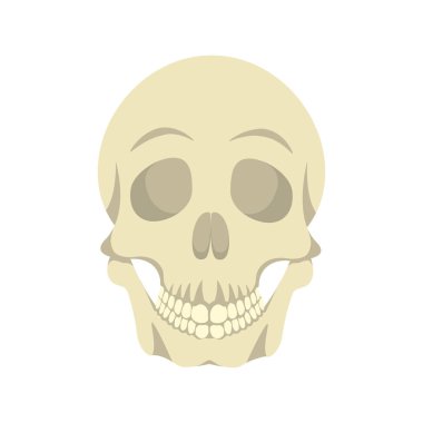 insan kafatası illüstrasyon tasarımı