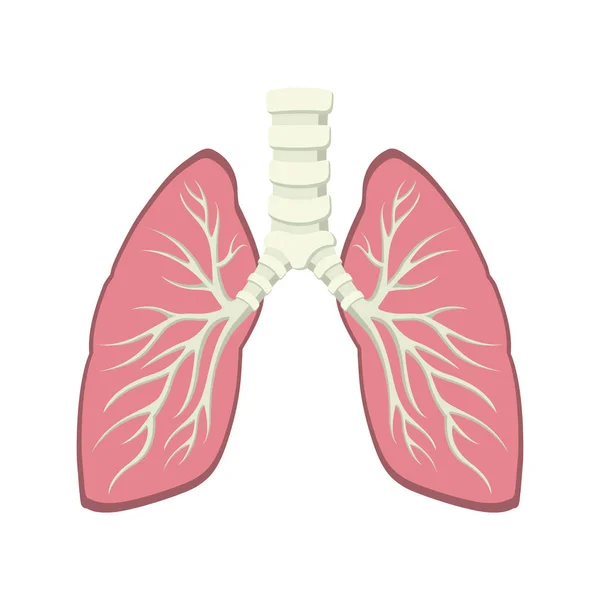 Inside human lung anatomy — Stock Vector