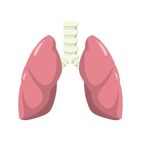 Human lung anatomy illustration design — Stock Vector