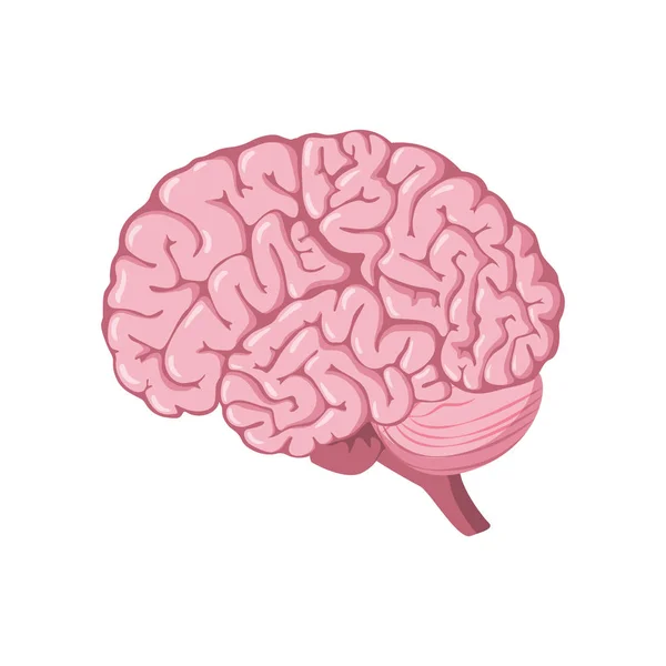 Brain anatomy illustration design — Stock Vector