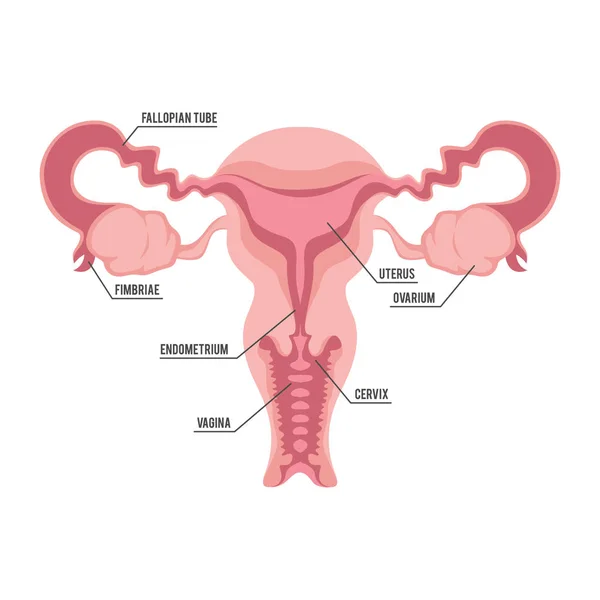 Desenho de ilustração do sistema reprodutivo feminino —  Vetores de Stock