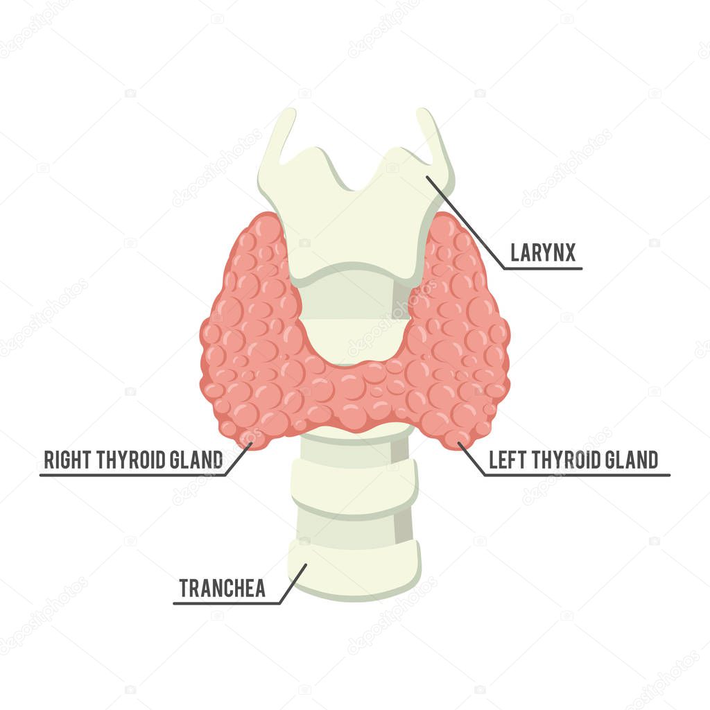 thyroid gland anatomy illustration design