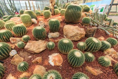 Kaktüs, bitkiler, çöl bitkileri, doğa.