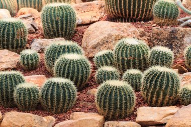 Kaktüs, bitkiler, çöl bitkileri, doğa.