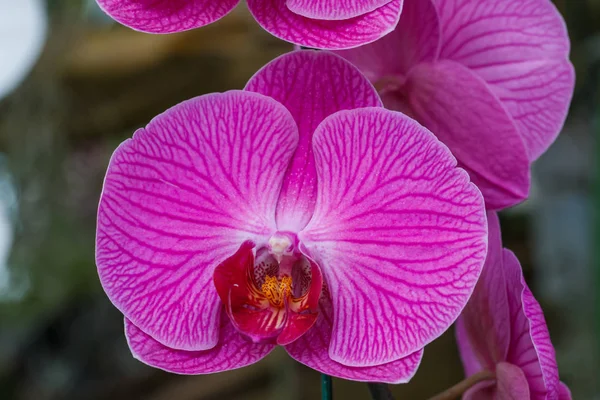 Orkide, Vanda, Tayland Orkideler, çiçek, doğa.