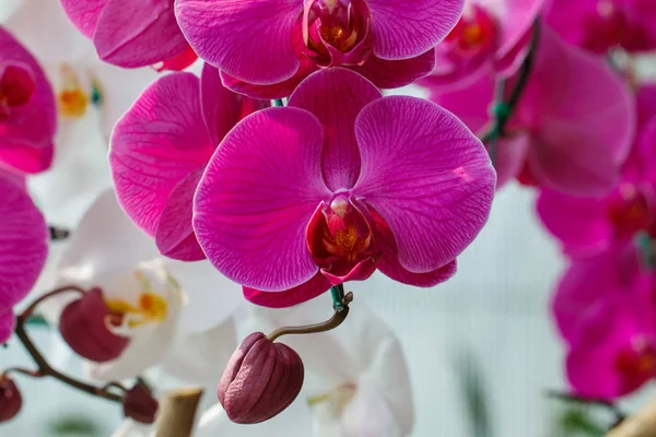 Orkide, Vanda, Tayland Orkideler, çiçek, doğa.