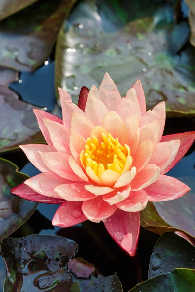 Güzel bir Lotus, lotus, çiçek, doğa.