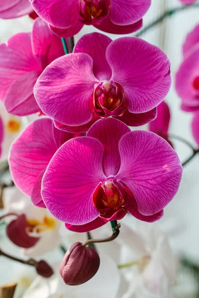 Orkide, Vanda, Tayland Orkideler, çiçek, doğa.