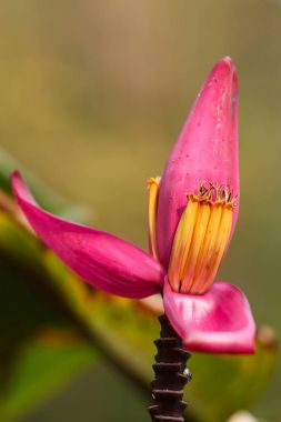 Muz çiçeği, muz, meyve, doğa