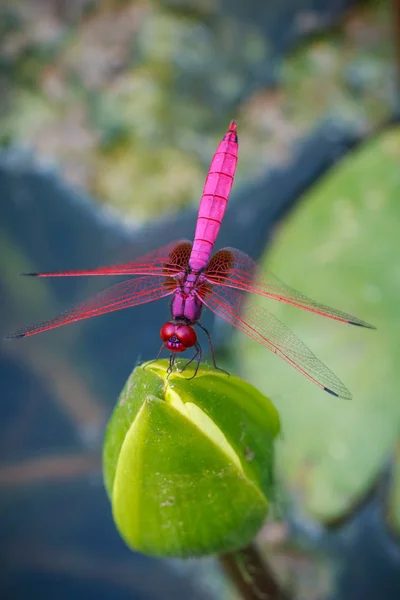 Libélula da Tailândia, Libélula, insetos, natureza . — Fotografia de Stock