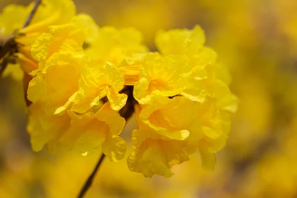 Yellow flowers, flowers, Golden Tree , Tallow Pui (Tabebuia chrysantha (Jacq.) G. Nicholson)