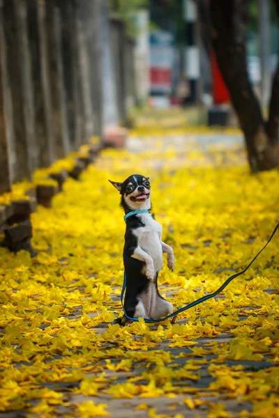 Chihuahua, şirin, Evcil Hayvan, köpek yavrusu,.