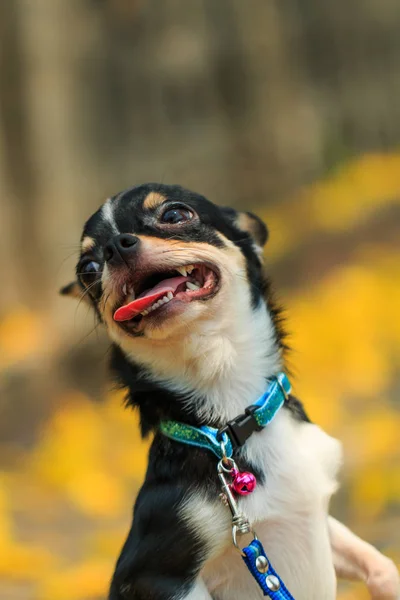 Chihuahua, şirin, Evcil Hayvan, köpek yavrusu,.