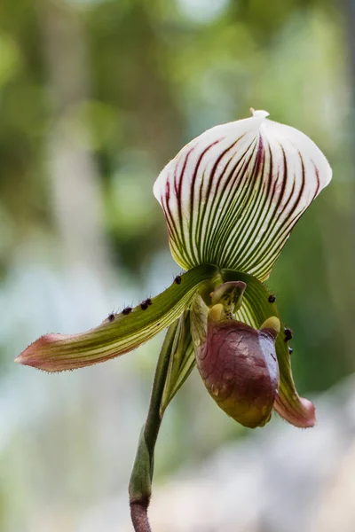 Lady's Terlik Orkide (Paphiopedilum Callosum) Tayland Orkide.