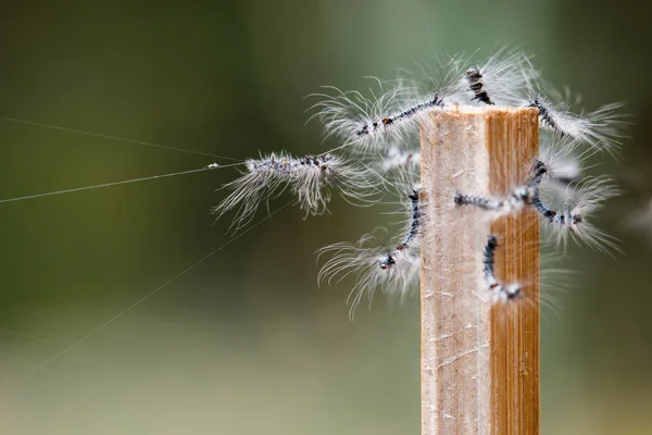 Caterpillar, solucanlar, böcekler