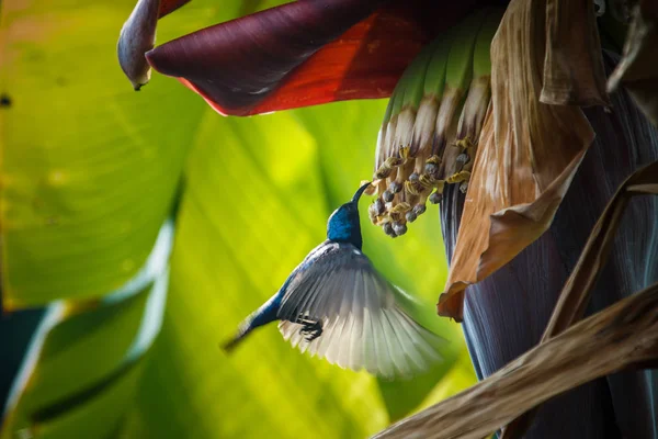 Pájaro, Sunbird, naturaleza, animal-pájaro Sunbird en plátano árbol detrás de mi casa . — Foto de Stock