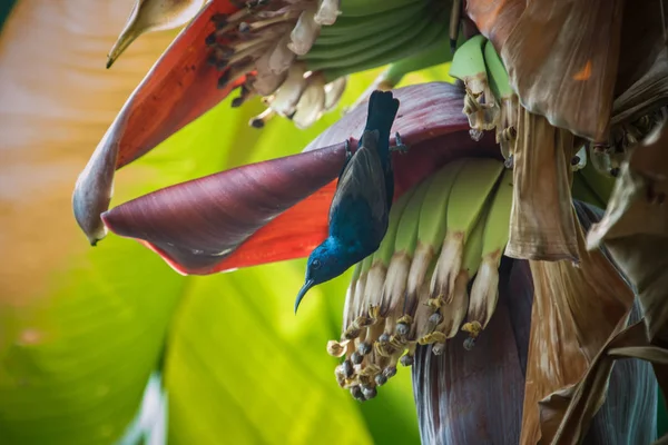 Kuş, Sunbird, doğa, hayvan kuş Sunbird Evimin arkasındaki muz ağacı üzerinde.