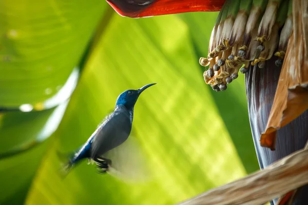 Pájaro, Sunbird, naturaleza, animal-pájaro Sunbird en plátano árbol detrás de mi casa . — Foto de Stock