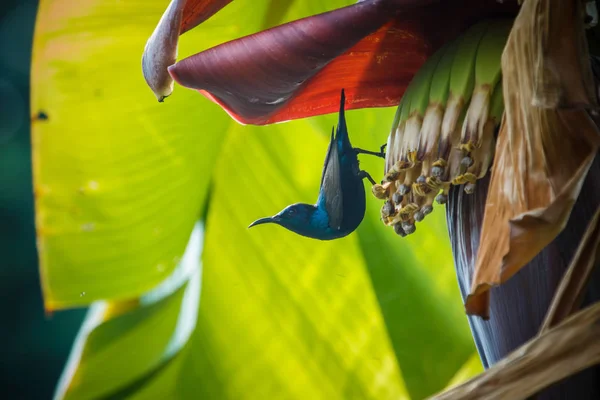 Pájaro, Sunbird, naturaleza, animal-pájaro Sunbird en plátano árbol detrás de mi casa . — Foto de Stock