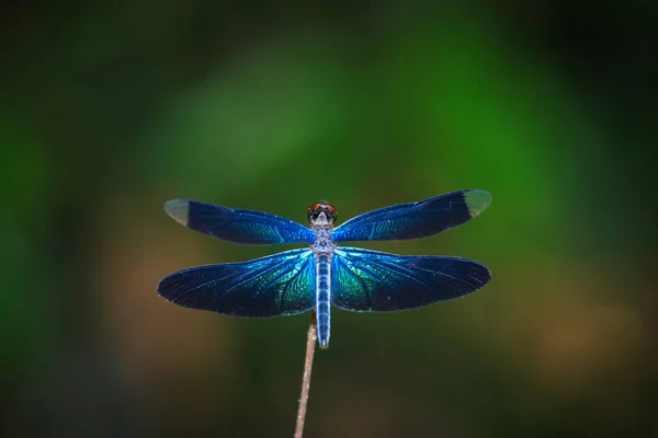 Libellula, insetti, animali, natura . — Foto Stock