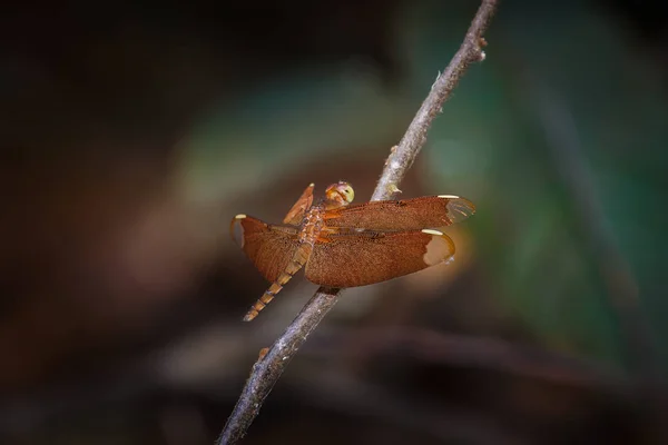 Libélula, insectos, animales, naturaleza . — Foto de Stock