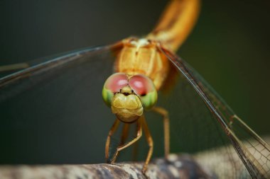 Yusufçuk, böcekler, doğa.