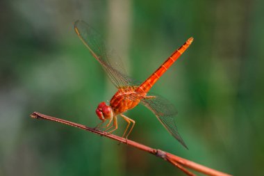 Yusufçuk, böcekler, doğa.