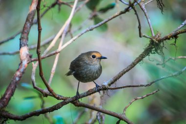 Kuş (beyaz kaşlı Shortwing) beyaz kaşlı Shortwing (kadın) Doi Inthanon Milli Parkı'nda. Tayland.