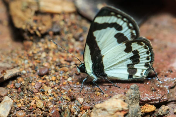 Butterflies, moths,Butterfly.