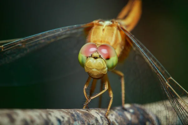 Libelle, Insekten, Natur. — Stockfoto