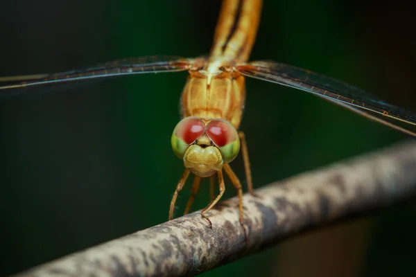 Dragonfly, hmyz, příroda. — Stock fotografie