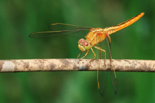 Libelle, Insekten, Natur. — Stockfoto