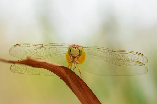 Dragonfly, hmyz, příroda. — Stock fotografie