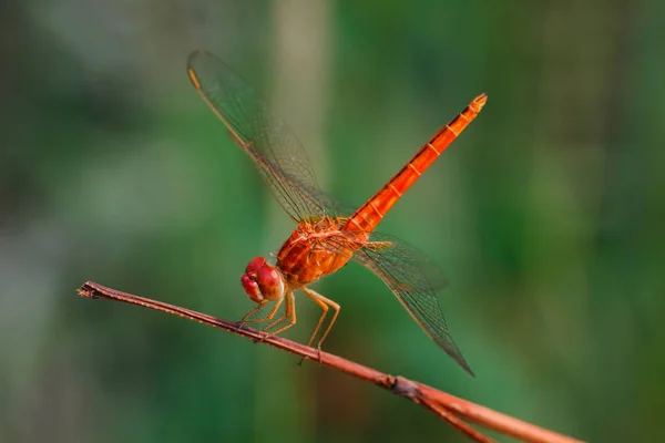 Libélula, insetos, natureza . — Fotografia de Stock