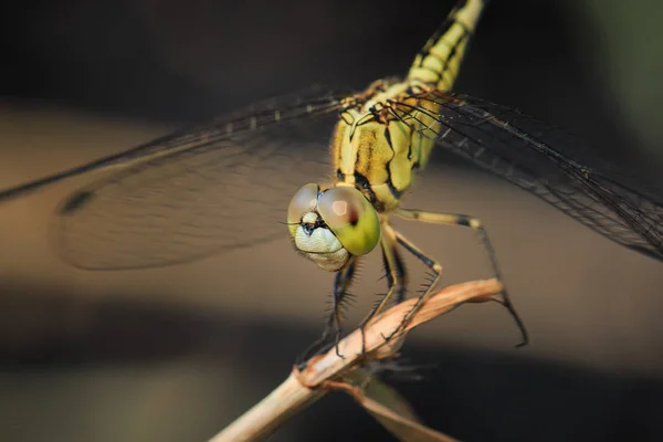 Dragonfly, hmyz, příroda. — Stock fotografie