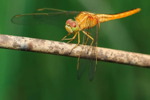 Dragonfly, hmyz, příroda. — Stock fotografie