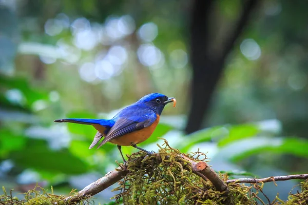 Pták, pták z Thajska, příroda, zvíře, přírody. — Stock fotografie