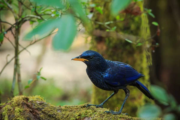Aves, Aves de Tailandia, Naturaleza, Animales, Vida Silvestre . — Foto de Stock
