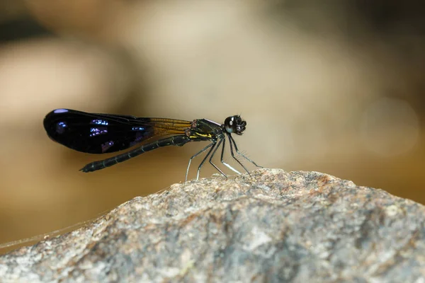 Dragonfly, hmyz, příroda. — Stock fotografie