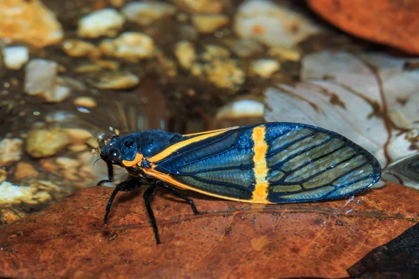 Böceği (becquartina electa) böcek, doğa-ağustosböceği Doi Inthanon Milli Parkı'nda. Tayland