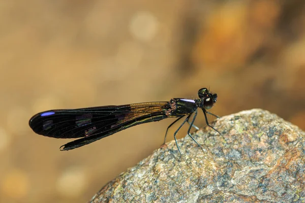 Dragonfly, hmyz, příroda. — Stock fotografie