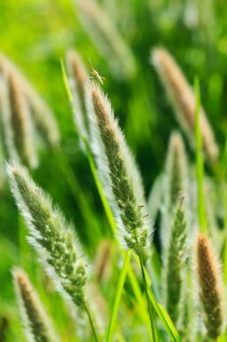 Tüy Pennisetum, Mission çim, çim, çiçekler.
