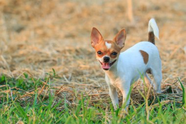 Chihuahua, şirin, Evcil Hayvan, köpek yavrusu,.
