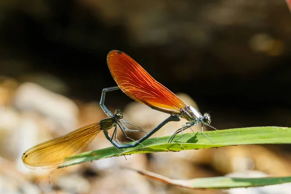 Libélula colorida, Libélula, insecto . — Foto de Stock