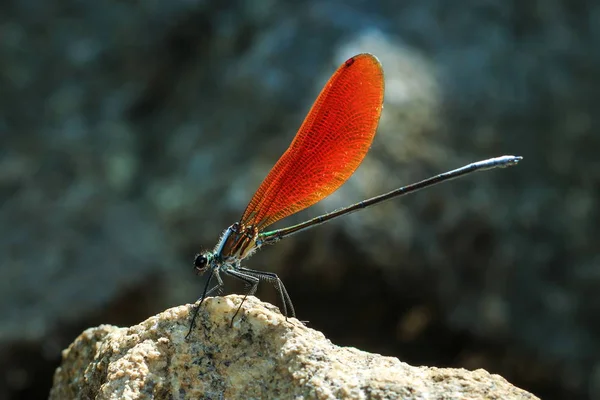 Libelle bunt, Libelle, Insekt. — Stockfoto