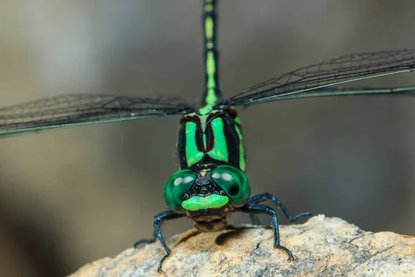 Dragonfly färgglada, Dragonfly, insekt. — Stockfoto