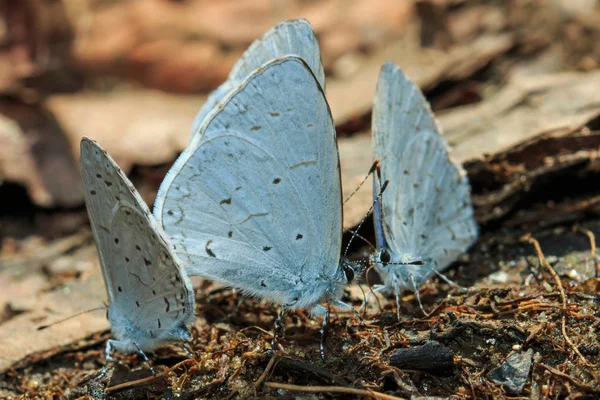 Butterflies, moths,Butterfly.