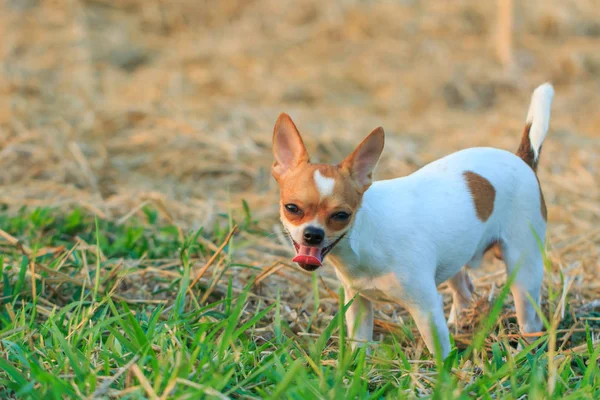 Chihuahua, şirin, Evcil Hayvan, köpek yavrusu,.