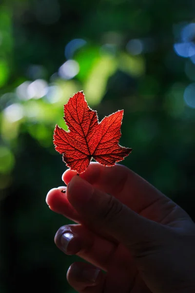 Yaprakları, kırmızı yaprakları, elinde, doğa bırakır 